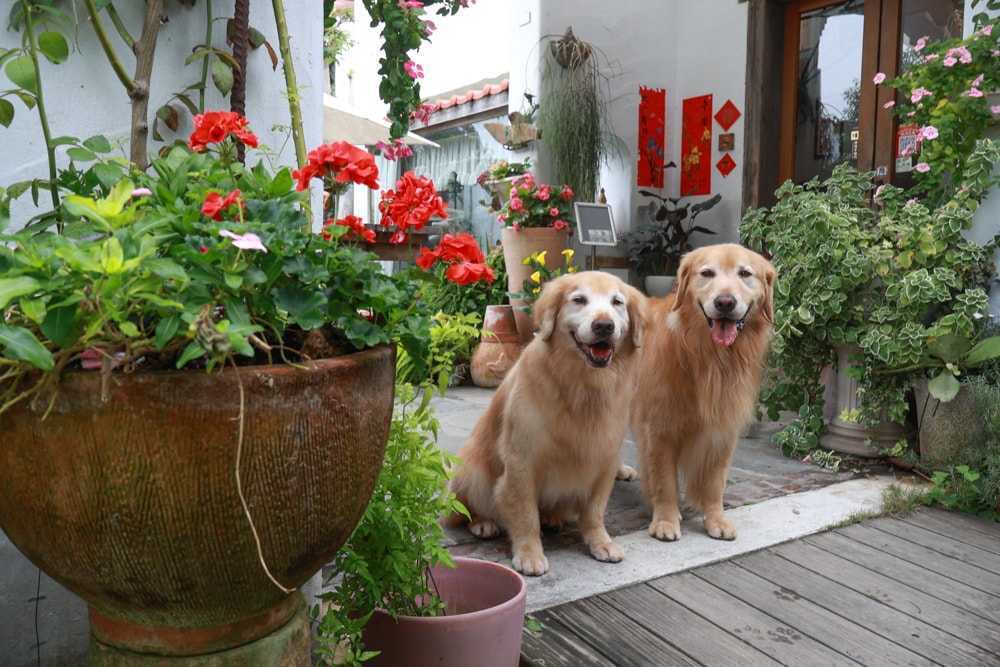 彰化田尾｜綠海咖啡館。寵物友善餐廳、彰化田尾景觀餐廳、花園餐廳、下午茶、異國美食、秘境咖啡廳