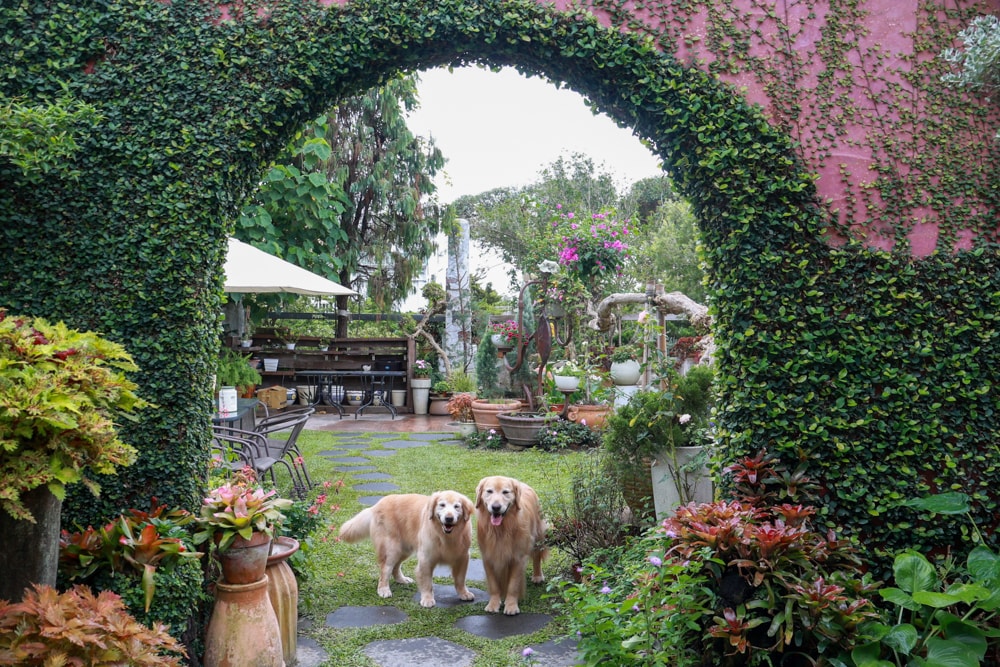 彰化田尾｜綠海咖啡館。寵物友善餐廳、彰化田尾景觀餐廳、花園餐廳、下午茶、異國美食、秘境咖啡廳