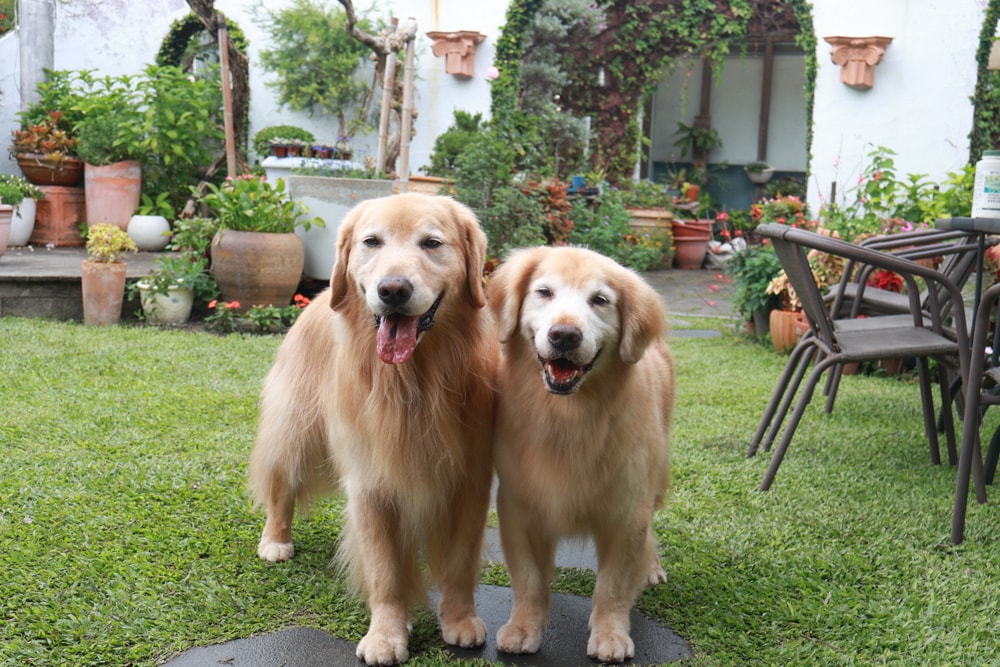彰化田尾｜綠海咖啡館。寵物友善餐廳、彰化田尾景觀餐廳、花園餐廳、下午茶、異國美食、秘境咖啡廳