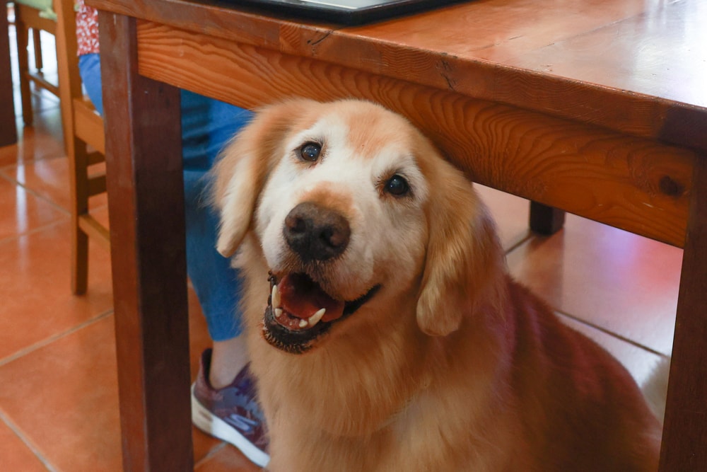 彰化田尾｜綠海咖啡館。寵物友善餐廳、彰化田尾景觀餐廳、花園餐廳、下午茶、異國美食、秘境咖啡廳