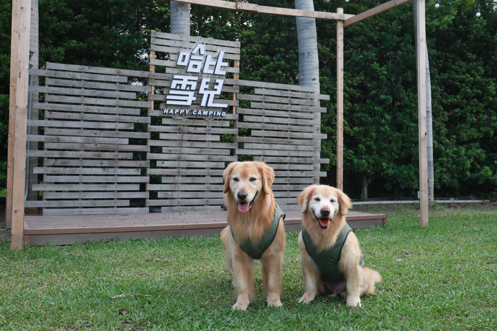彰化北斗｜哈比雪兒景觀餐廳。寵物友善餐廳、親子餐廳、露營風、親子溜滑梯、小火車、大草皮