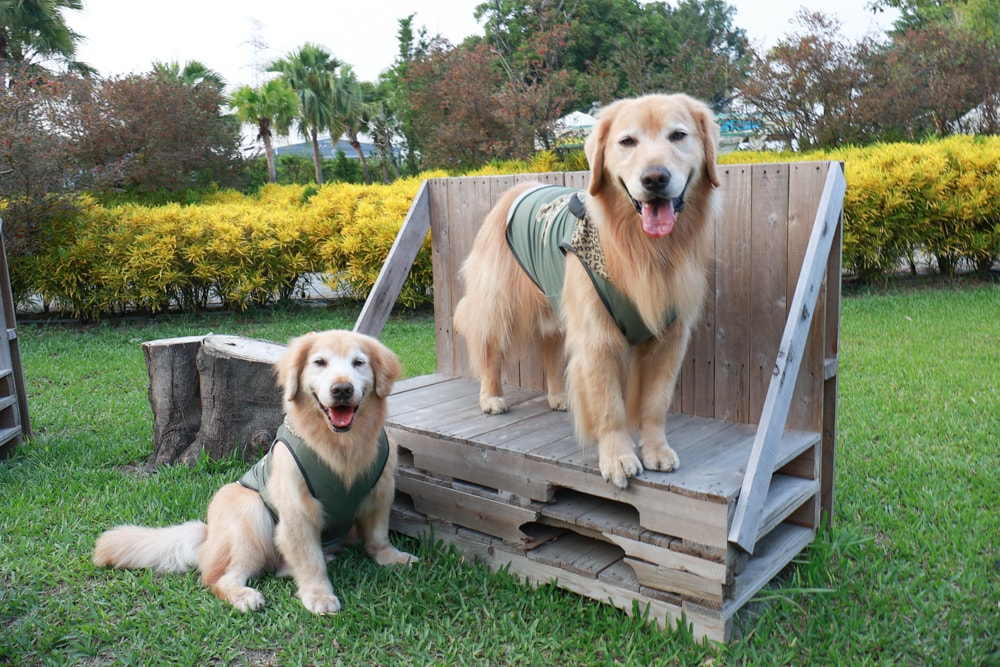 彰化北斗｜哈比雪兒景觀餐廳。寵物友善餐廳、親子餐廳、露營風、親子溜滑梯、小火車、大草皮