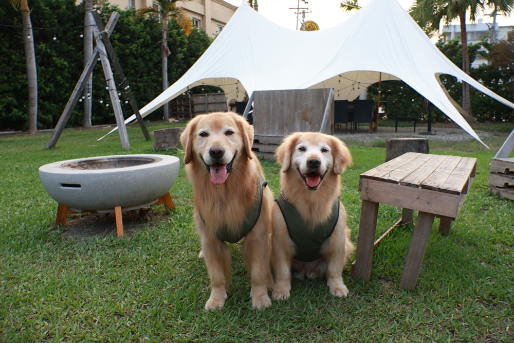 彰化北斗｜哈比雪兒景觀餐廳。寵物友善餐廳、親子餐廳、露營風、親子溜滑梯、小火車、大草皮