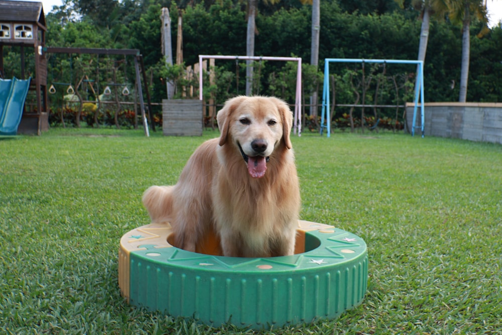 彰化北斗｜哈比雪兒景觀餐廳。寵物友善餐廳、親子餐廳、露營風、親子溜滑梯、小火車、大草皮