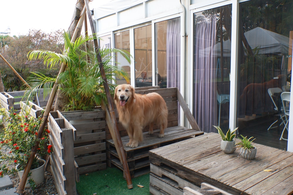 彰化北斗｜哈比雪兒景觀餐廳。寵物友善餐廳、親子餐廳、露營風、親子溜滑梯、小火車、大草皮
