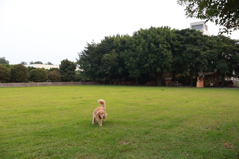 彰化北斗｜哈比雪兒景觀餐廳。寵物友善餐廳、親子餐廳、露營風、親子溜滑梯、小火車、大草皮