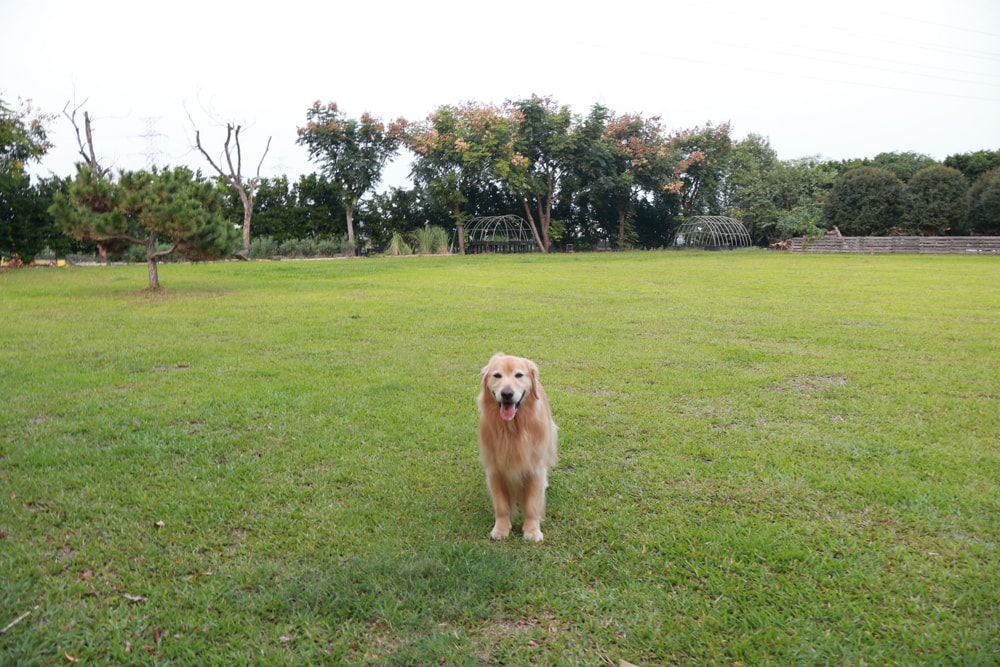 彰化北斗｜哈比雪兒景觀餐廳。寵物友善餐廳、親子餐廳、露營風、親子溜滑梯、小火車、大草皮