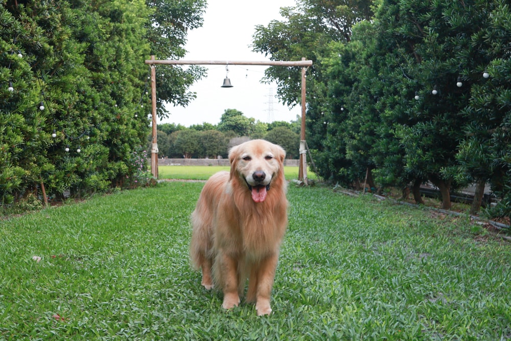 彰化北斗｜哈比雪兒景觀餐廳。寵物友善餐廳、親子餐廳、露營風、親子溜滑梯、小火車、大草皮