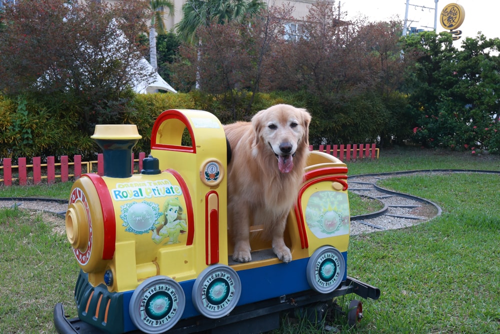 彰化北斗｜哈比雪兒景觀餐廳。寵物友善餐廳、親子餐廳、露營風、親子溜滑梯、小火車、大草皮