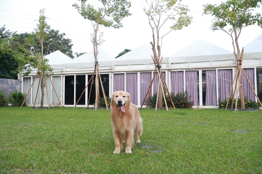 彰化北斗｜哈比雪兒景觀餐廳。寵物友善餐廳、親子餐廳、露營風、親子溜滑梯、小火車、大草皮