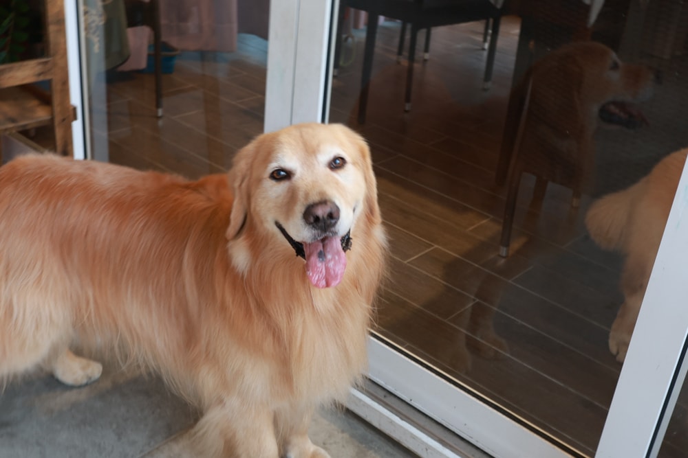 彰化北斗｜哈比雪兒景觀餐廳。寵物友善餐廳、親子餐廳、露營風、親子溜滑梯、小火車、大草皮