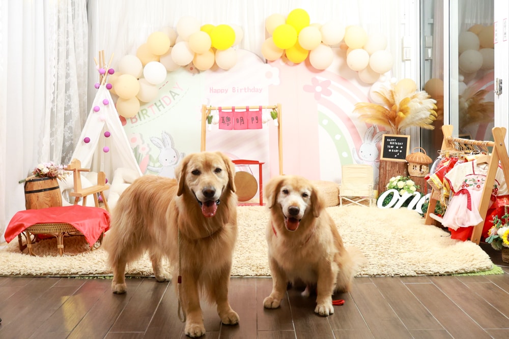 彰化北斗｜哈比雪兒景觀餐廳。寵物友善餐廳、親子餐廳、露營風、親子溜滑梯、小火車、大草皮