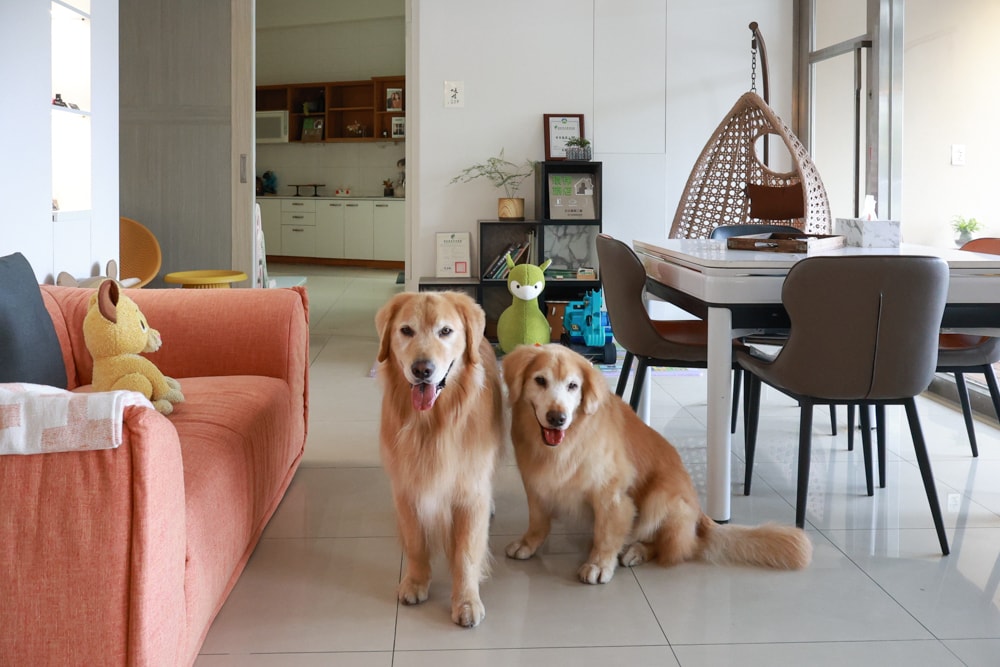 日日森旅Daily forest B&B 彰化田尾民宿｜寵物友善民宿、田尾公路花園旁的靜謐侘寂風旅宿