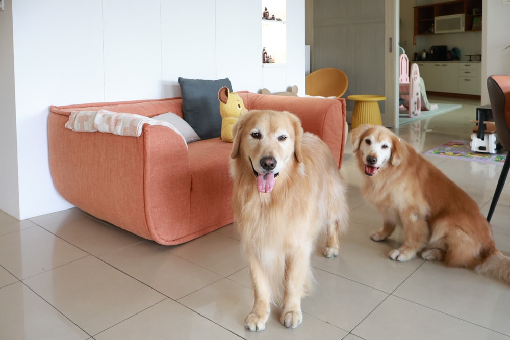 日日森旅Daily forest B&B 彰化田尾民宿｜寵物友善民宿、田尾公路花園旁的靜謐侘寂風旅宿