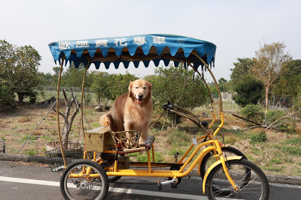 日日森旅Daily forest B&B 彰化田尾民宿｜寵物友善民宿、田尾公路花園旁的靜謐侘寂風旅宿