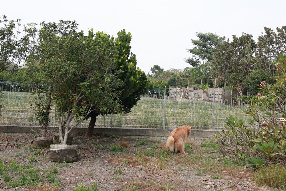 日日森旅Daily forest B&B 彰化田尾民宿｜寵物友善民宿、田尾公路花園旁的靜謐侘寂風旅宿