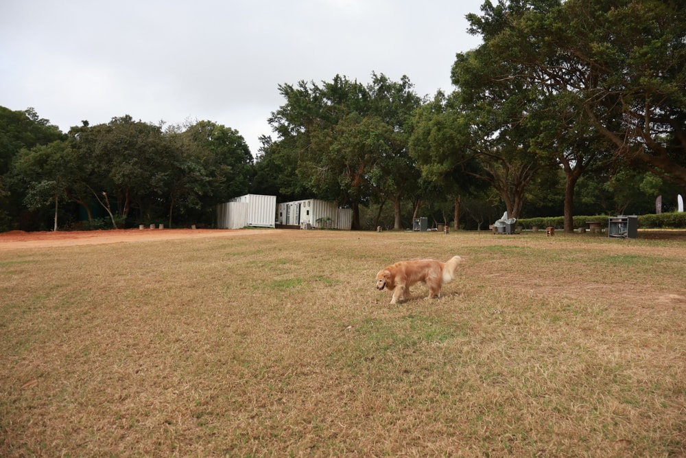 森渼原ALIVE Glamping Base｜台中豪華露營、寵物友善奢華露營、露營車、懶人露營、免裝備免搭帳、一泊三食