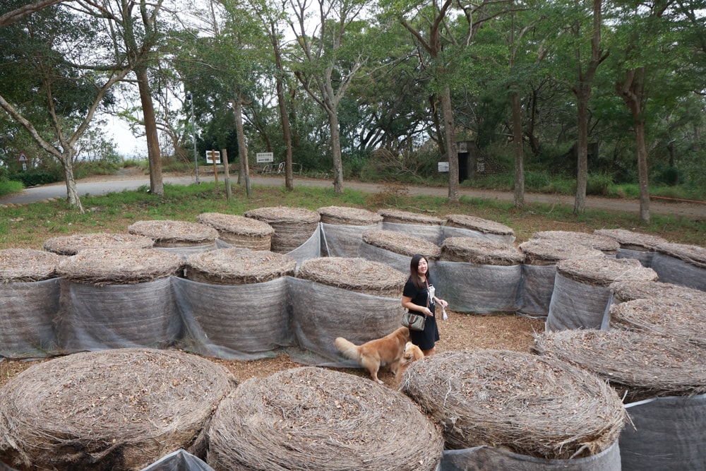 森渼原ALIVE Glamping Base｜台中豪華露營、寵物友善奢華露營、露營車、懶人露營、免裝備免搭帳、一泊三食