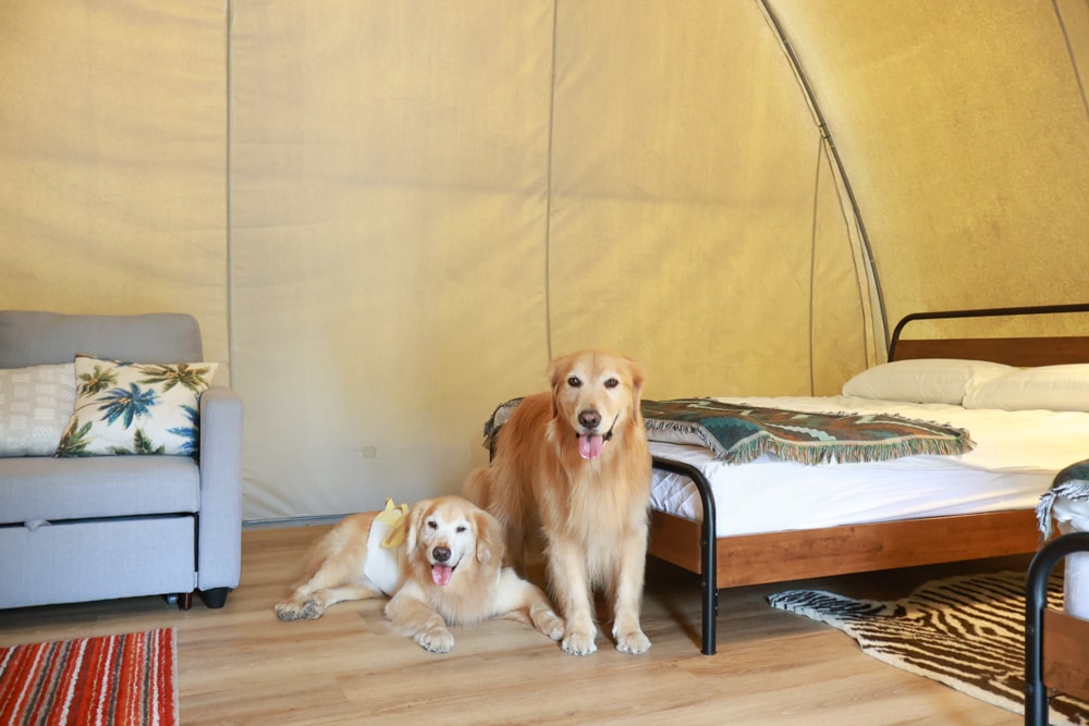 森渼原ALIVE Glamping Base｜台中豪華露營、寵物友善奢華露營、露營車、懶人露營、免裝備免搭帳、一泊三食
