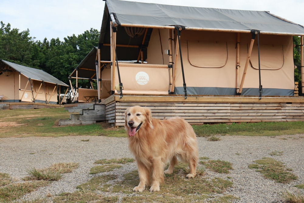 森渼原ALIVE Glamping Base｜台中豪華露營、寵物友善奢華露營、露營車、懶人露營、免裝備免搭帳、一泊三食