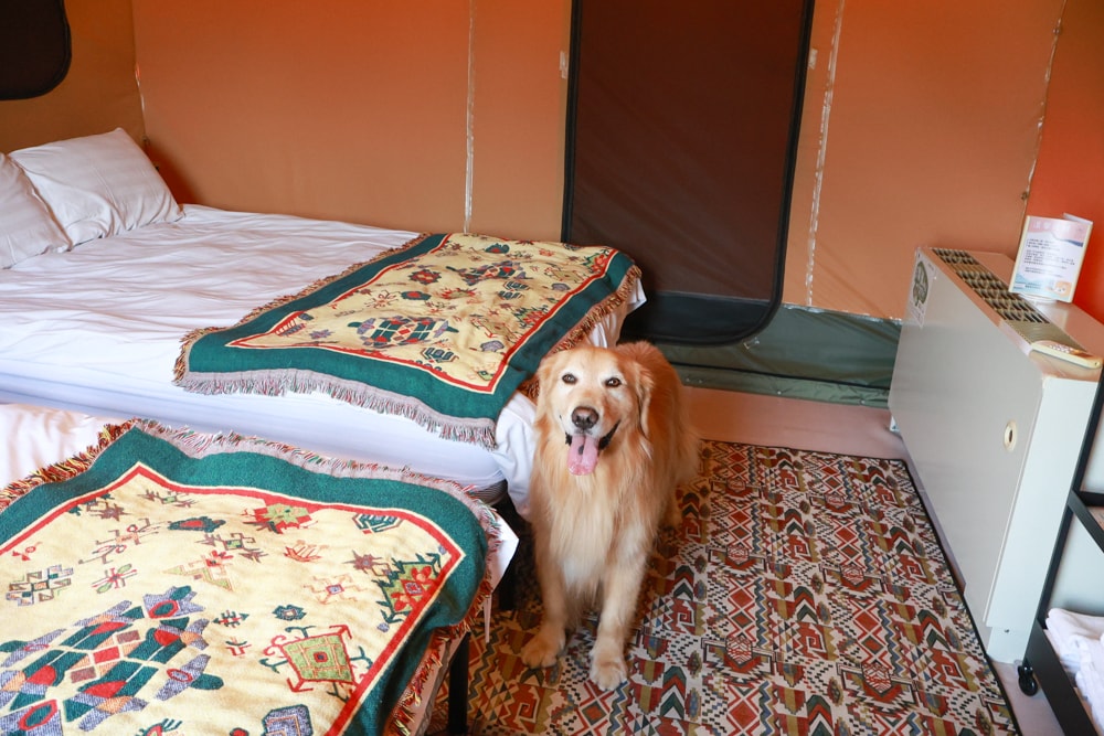 森渼原ALIVE Glamping Base｜台中豪華露營、寵物友善奢華露營、露營車、懶人露營、免裝備免搭帳、一泊三食