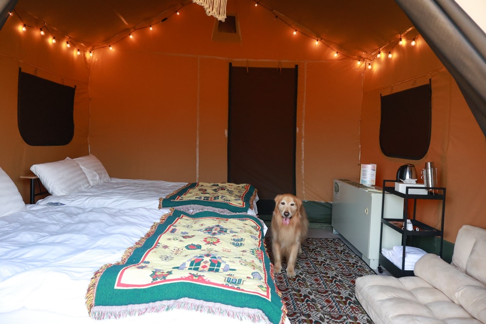 森渼原ALIVE Glamping Base｜台中豪華露營、寵物友善奢華露營、露營車、懶人露營、免裝備免搭帳、一泊三食