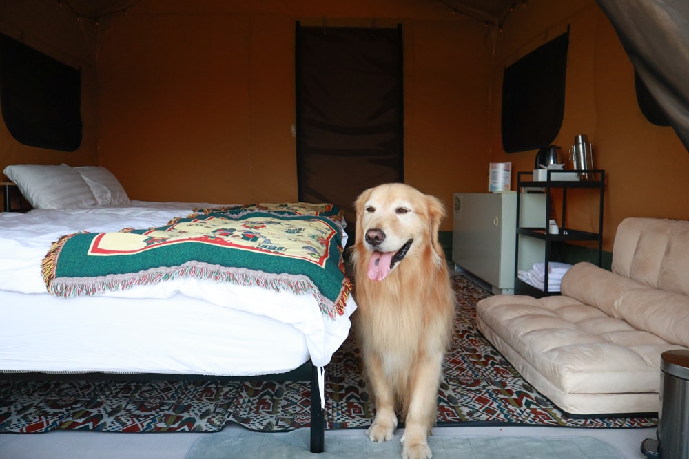 森渼原ALIVE Glamping Base｜台中豪華露營、寵物友善奢華露營、露營車、懶人露營、免裝備免搭帳、一泊三食