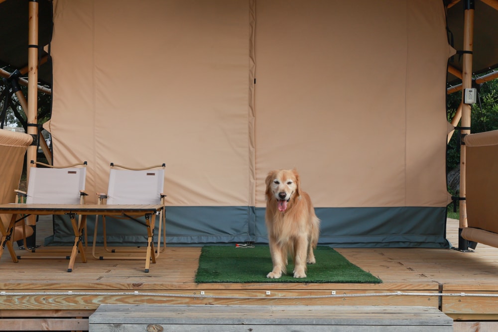 森渼原ALIVE Glamping Base｜台中豪華露營、寵物友善奢華露營、露營車、懶人露營、免裝備免搭帳、一泊三食