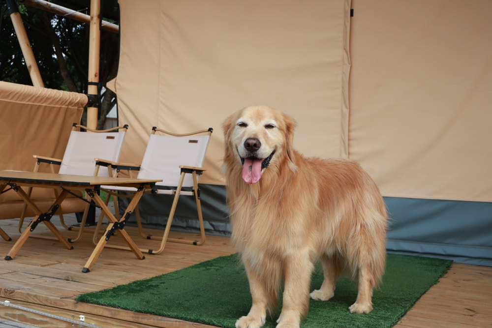 森渼原ALIVE Glamping Base｜台中豪華露營、寵物友善奢華露營、露營車、懶人露營、免裝備免搭帳、一泊三食