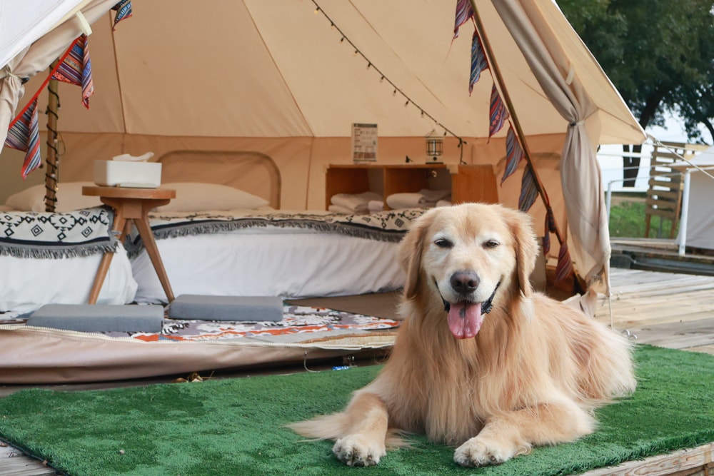 森渼原ALIVE Glamping Base｜台中豪華露營、寵物友善奢華露營、露營車、懶人露營、免裝備免搭帳、一泊三食