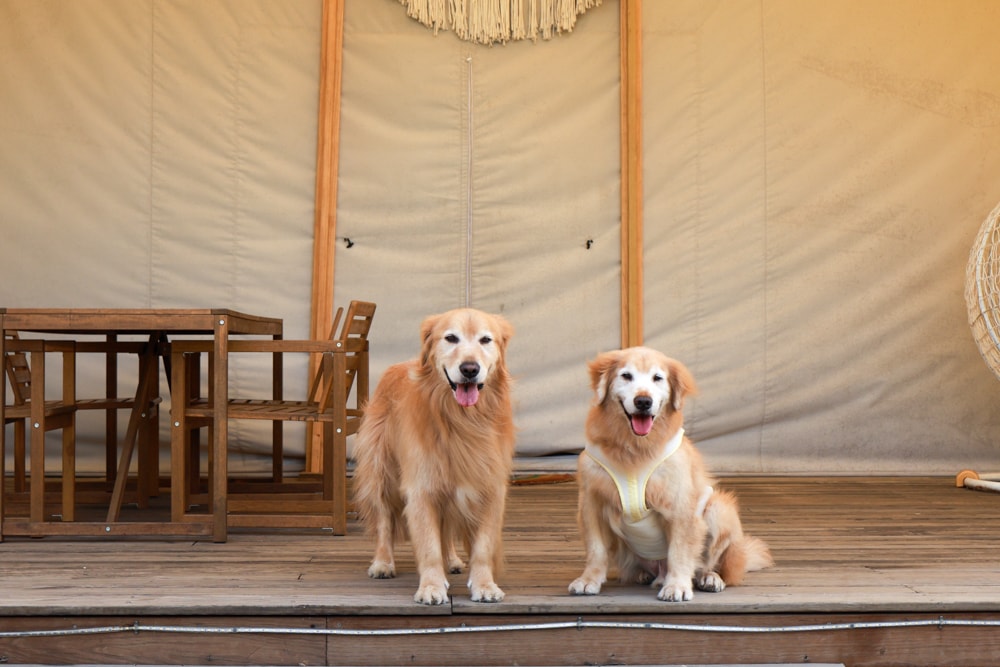 森渼原ALIVE Glamping Base｜台中豪華露營、寵物友善奢華露營、露營車、懶人露營、免裝備免搭帳、一泊三食