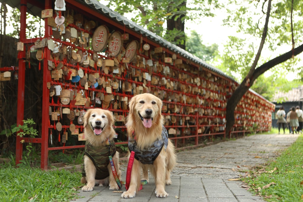嘉義景點｜檜意森活村。寵物友善景點、森咖啡（雞蛋仔鬆餅咖啡廳）、湯城鵝行（鵝油專賣所）