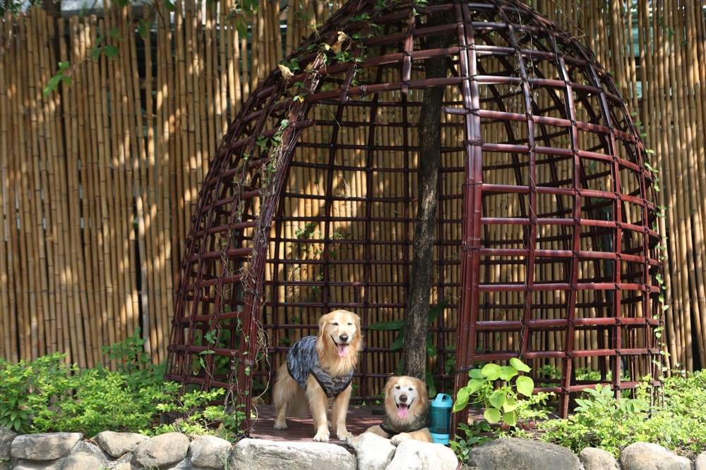 嘉義景點｜檜意森活村。寵物友善景點、森咖啡（雞蛋仔鬆餅咖啡廳）、湯城鵝行（鵝油專賣所）