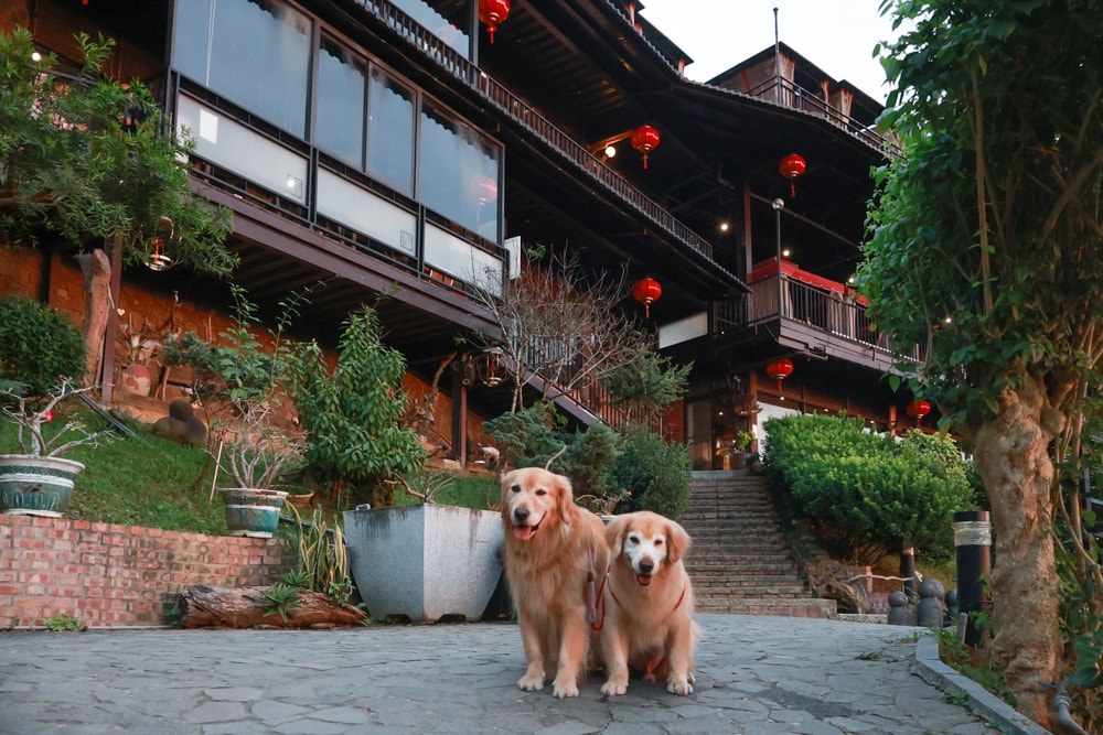 嘉義清豐濤月景觀餐廳|養生足湯泡腳、寵物友善餐廳、嘉義台版神隱少女湯屋、石頭火鍋 - 第3張圖 嘉義清豐濤月景觀餐廳|養生足湯泡腳、寵物友善餐廳、嘉義台版神隱少女湯屋、石頭火鍋
