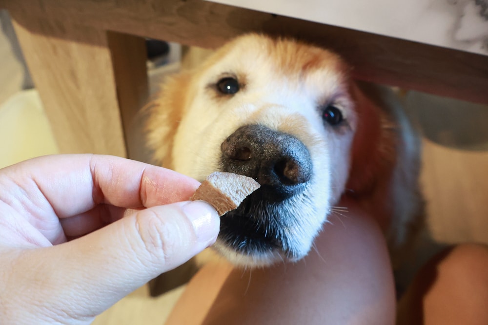 燒肉吉室 宜蘭燒肉吃到飽｜宜蘭寵物友善餐廳、狗狗鮮食餐吃到飽、炭火燒烤、桌邊撥蝦服務