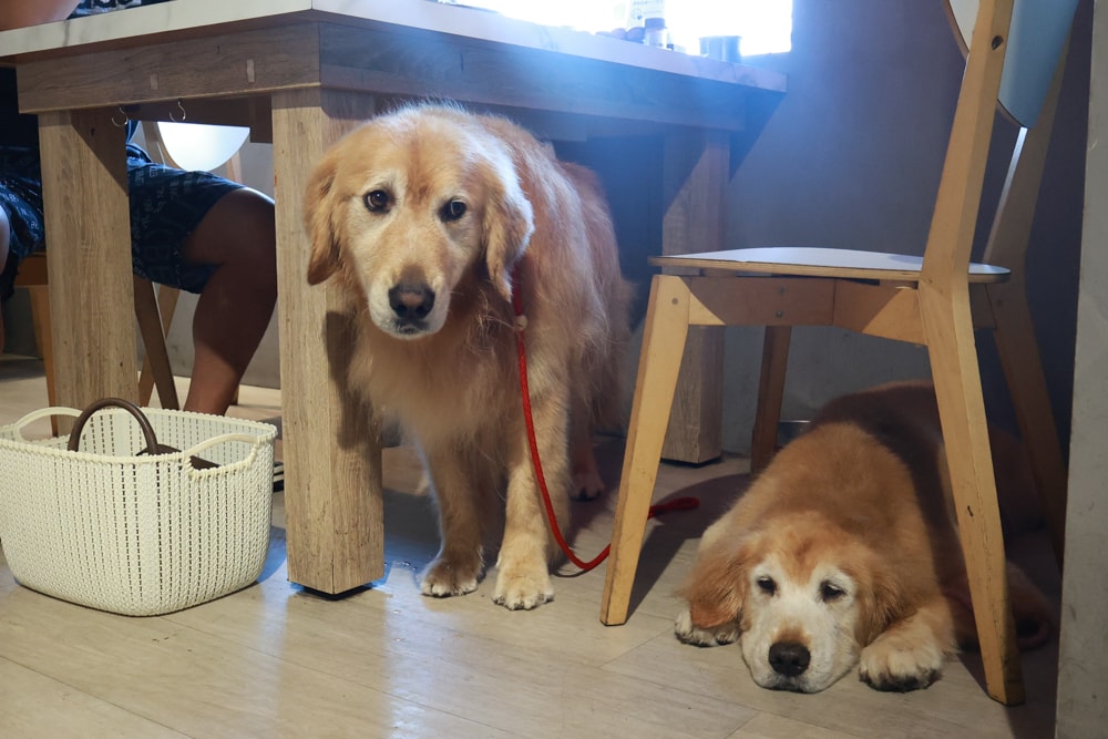 燒肉吉室 宜蘭燒肉吃到飽｜宜蘭寵物友善餐廳、狗狗鮮食餐吃到飽、炭火燒烤、桌邊撥蝦服務