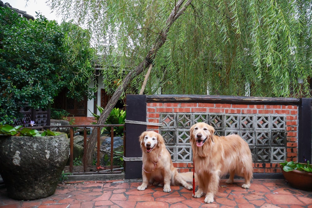 嘉義竹居茶樓｜嘉義美食、嘉義寵物友善餐廳、港式飲茶、江南古都秘境景觀餐廳、早午餐