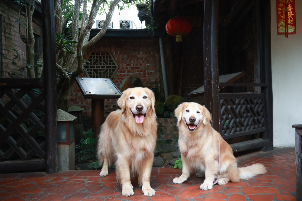 嘉義竹居茶樓｜嘉義美食、嘉義寵物友善餐廳、港式飲茶、江南古都秘境景觀餐廳、早午餐