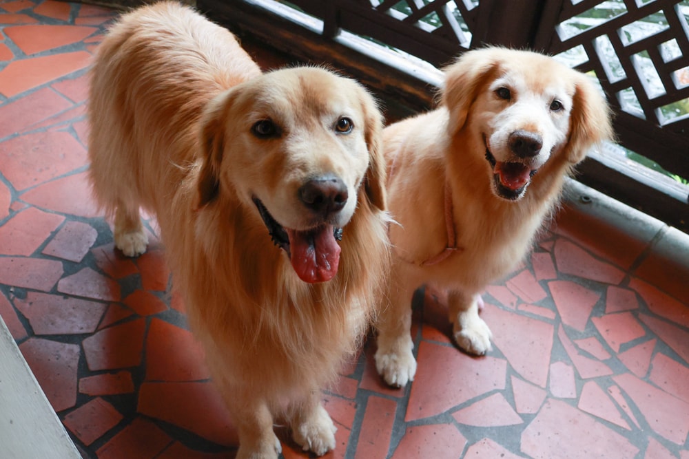 嘉義竹居茶樓｜嘉義美食、嘉義寵物友善餐廳、港式飲茶、江南古都秘境景觀餐廳、早午餐