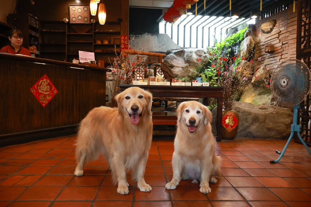 嘉義竹居茶樓｜嘉義美食、嘉義寵物友善餐廳、港式飲茶、江南古都秘境景觀餐廳、早午餐
