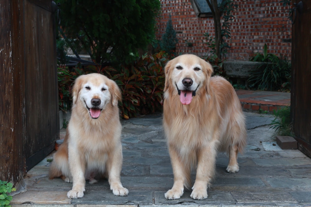 嘉義竹居茶樓｜嘉義美食、嘉義寵物友善餐廳、港式飲茶、江南古都秘境景觀餐廳、早午餐