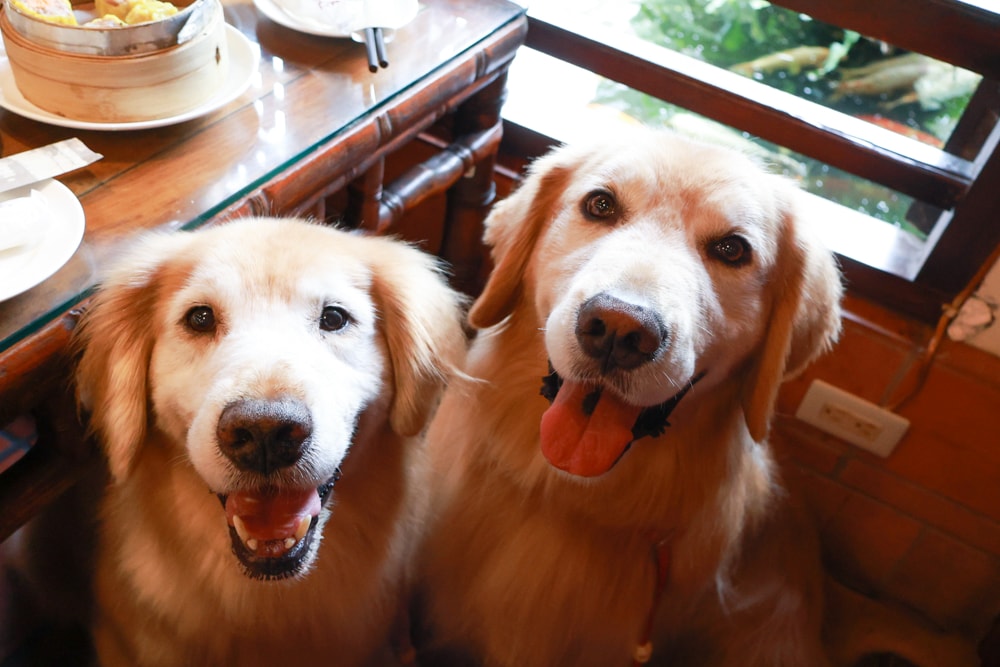 嘉義竹居茶樓｜嘉義美食、嘉義寵物友善餐廳、港式飲茶、江南古都秘境景觀餐廳、早午餐