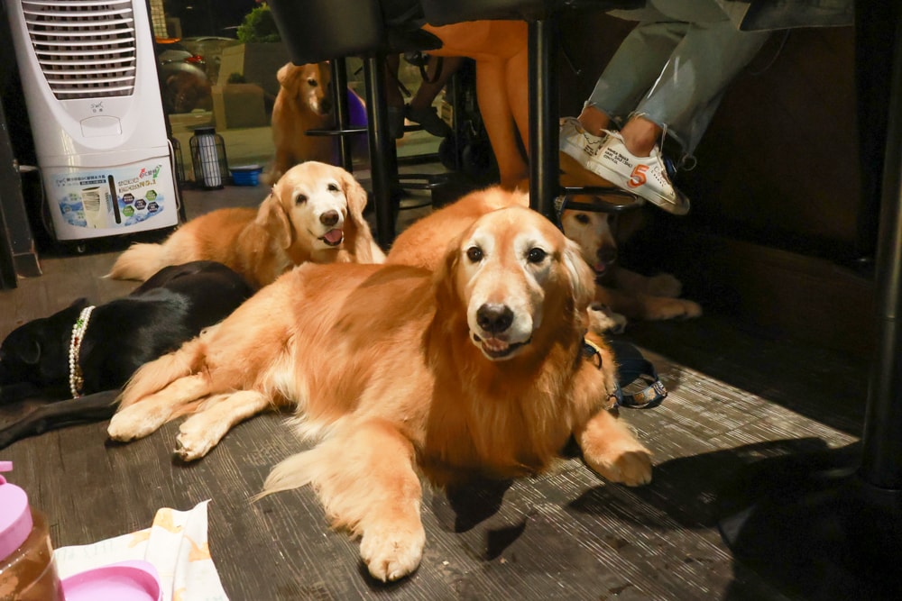 織田信長無菜單手作料理｜桃園中壢美食、無菜單浮誇鐵板燒、十三道海陸饗宴（包場可攜帶寵物）