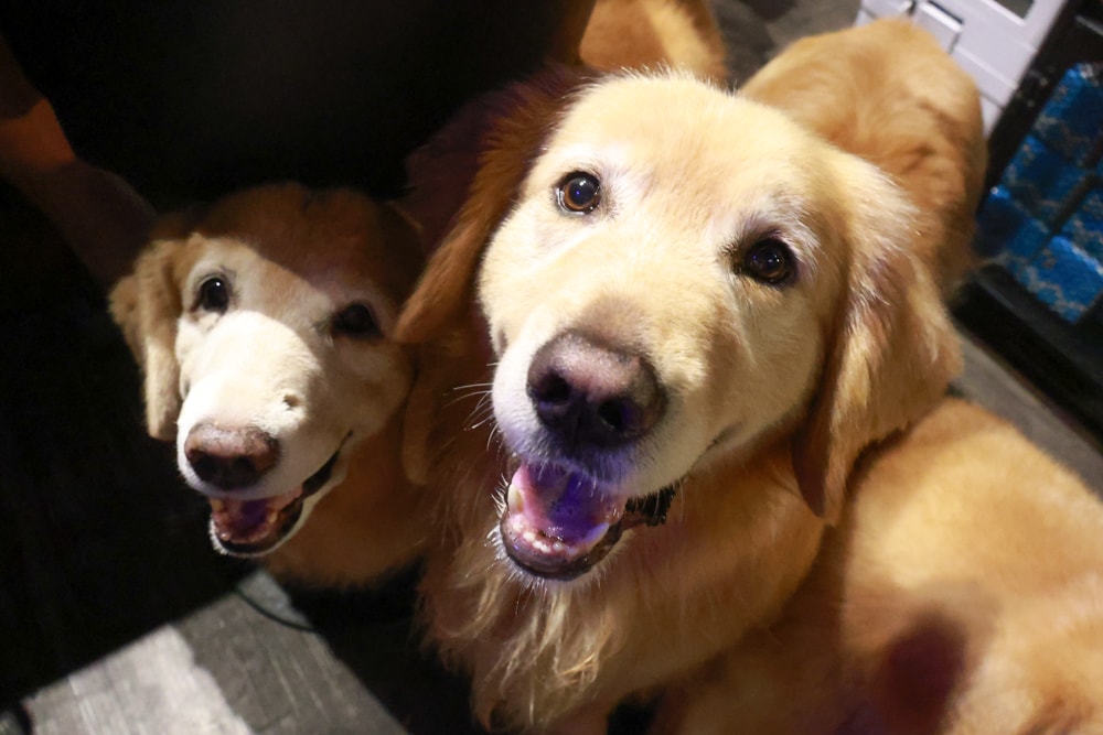 織田信長無菜單手作料理｜桃園中壢美食、無菜單浮誇鐵板燒、十三道海陸饗宴（包場可攜帶寵物）