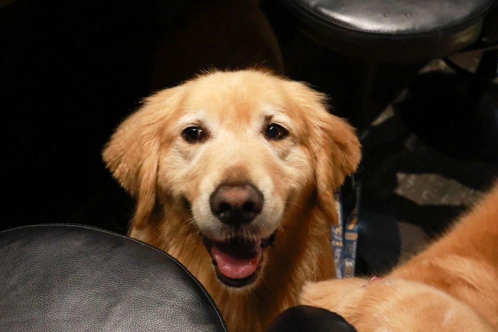 織田信長無菜單手作料理｜桃園中壢美食、無菜單浮誇鐵板燒、十三道海陸饗宴（包場可攜帶寵物）