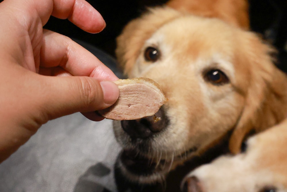 織田信長無菜單手作料理｜桃園中壢美食、無菜單浮誇鐵板燒、十三道海陸饗宴（包場可攜帶寵物）
