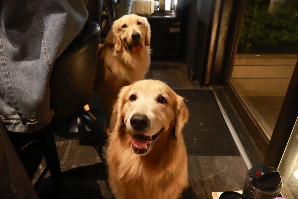 織田信長無菜單手作料理｜桃園中壢美食、無菜單浮誇鐵板燒、十三道海陸饗宴（包場可攜帶寵物）