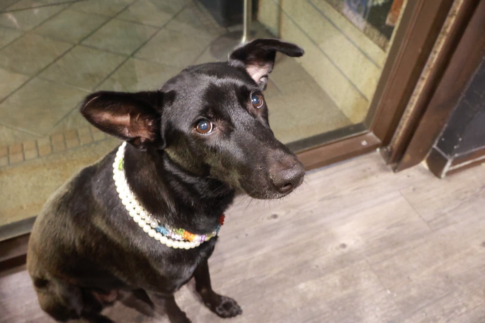 織田信長無菜單手作料理｜桃園中壢美食、無菜單浮誇鐵板燒、十三道海陸饗宴（包場可攜帶寵物）