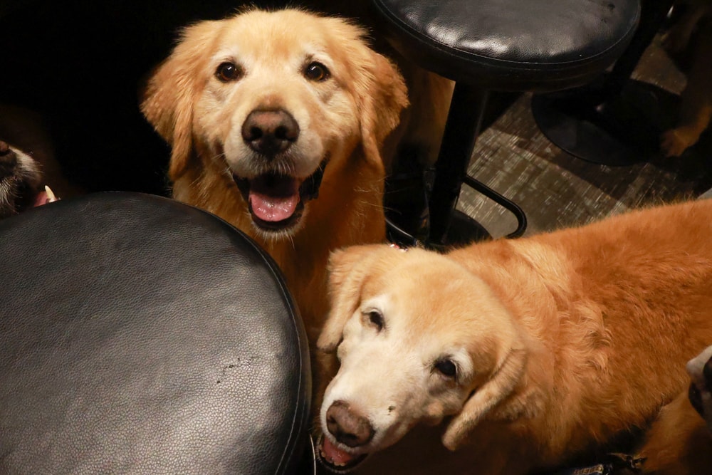 織田信長無菜單手作料理｜桃園中壢美食、無菜單浮誇鐵板燒、十三道海陸饗宴（包場可攜帶寵物）