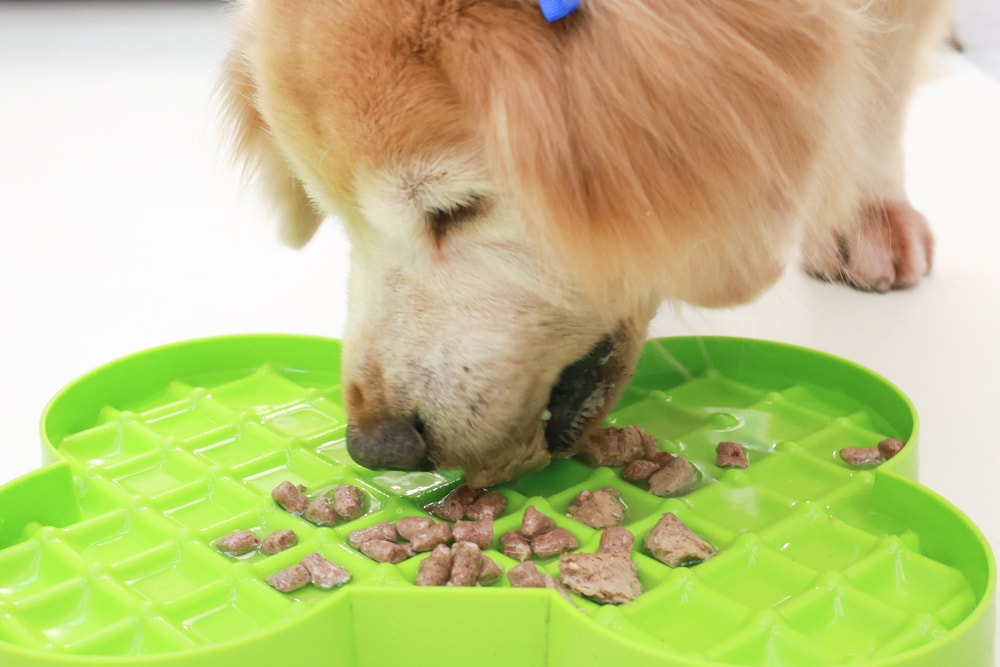 美國VE唯一鮮肉生食餐|挑嘴狗狗最愛的五星美味狗狗凍乾!狗狗主食、狗狗飼料、犬糧、狗乾糧 - 第28張圖 美國VE唯一鮮肉生食餐|挑嘴狗狗最愛的五星美味狗狗凍乾!狗狗主食、狗狗飼料、犬糧、狗乾糧